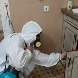 Дезинфекция от муравьев в квартире в Ярцево